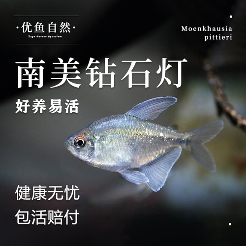 南美钻石灯热带观赏鱼灯科鱼闪光直线脂鲤南美进口小型淡水群游鱼