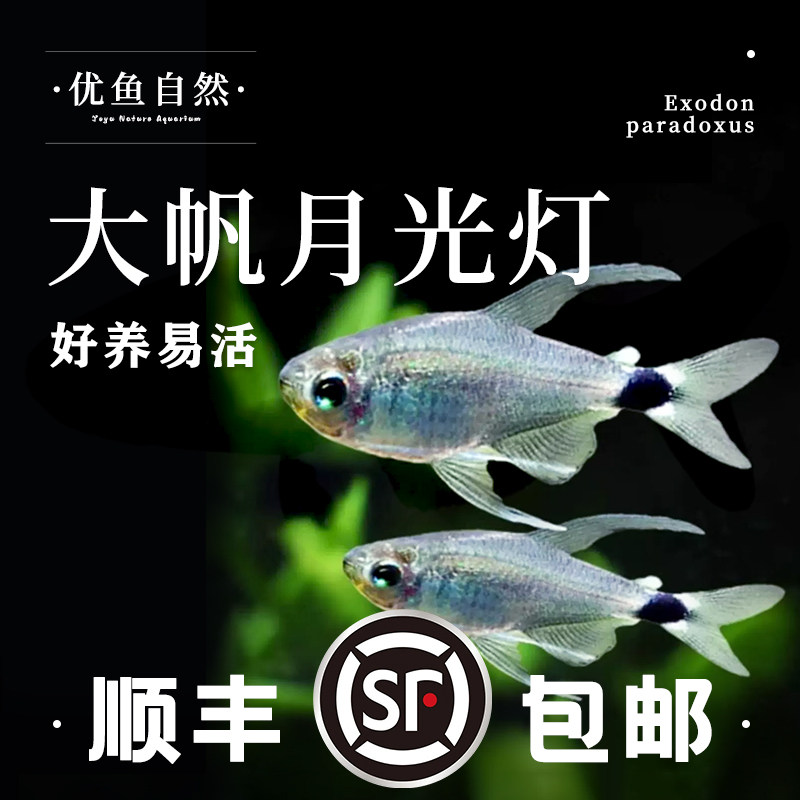 大帆月光灯观赏鱼灯科小型活体鱼淡水高端南美热带群游草缸混养鱼