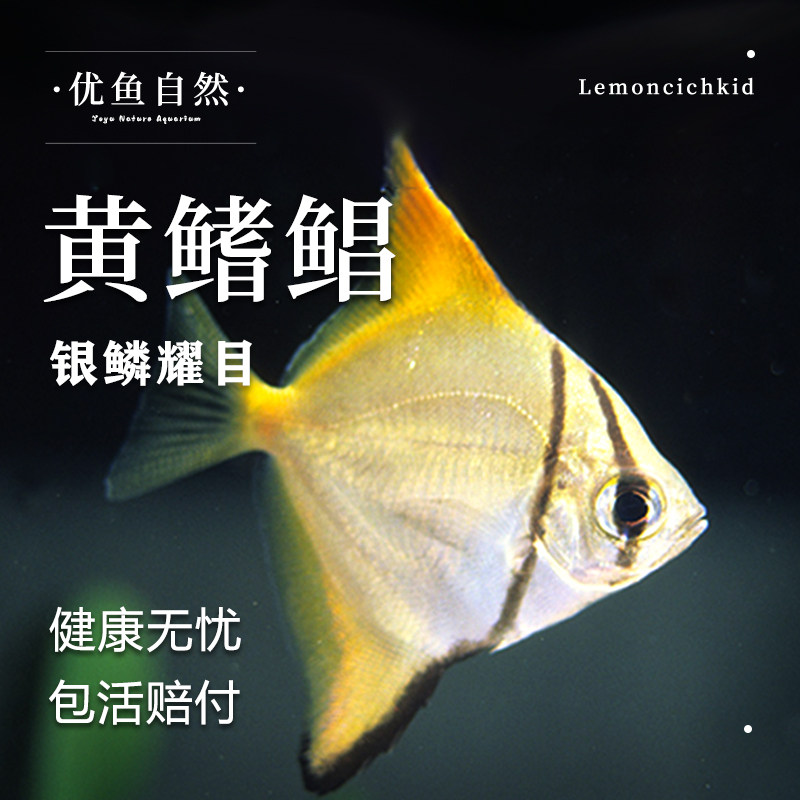 黄鳍鲳神仙鱼热带鱼观赏鱼活鱼大型燕鱼小型淡水好养活七彩神仙