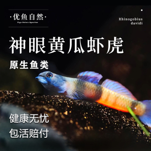 神眼黄瓜枝桠虾虎鱼观赏鱼稀有冷水饲养原生虾虎鱼除藻活体小型鱼