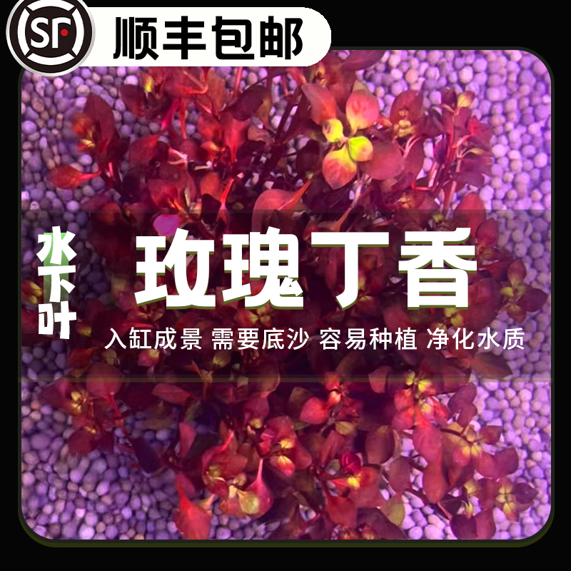 玫瑰丁香中后景水草易养鱼缸造景