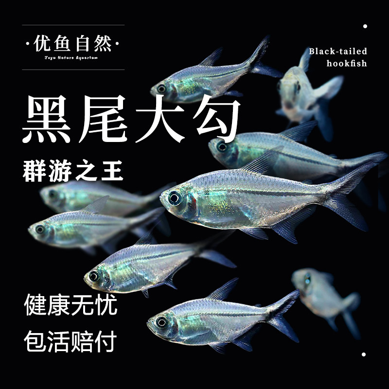 黑尾大勾鱼群游鱼小型热带观赏鱼淡水鱼大勾扯旗鱼红绿灯鱼斑马鱼