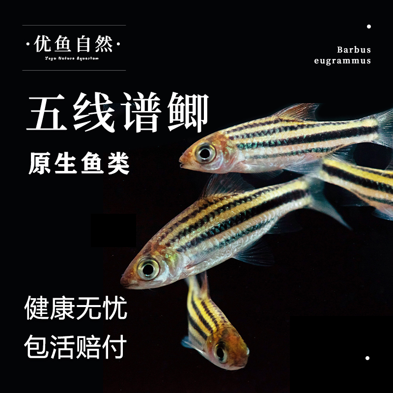 五线谱鲫冷水观赏鱼不加温饲养