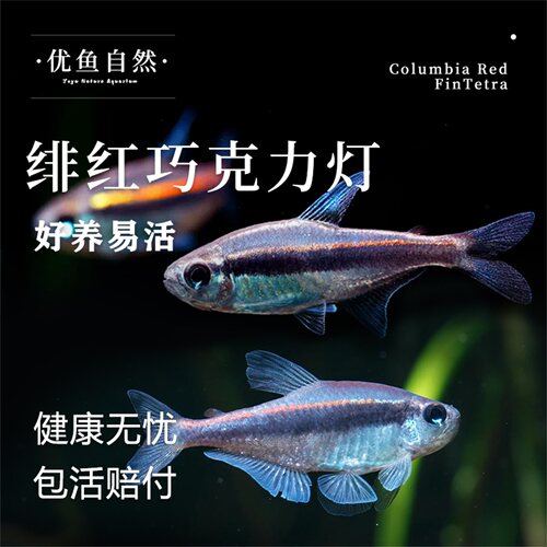 绯红巧克力小型灯鱼热带观赏鱼