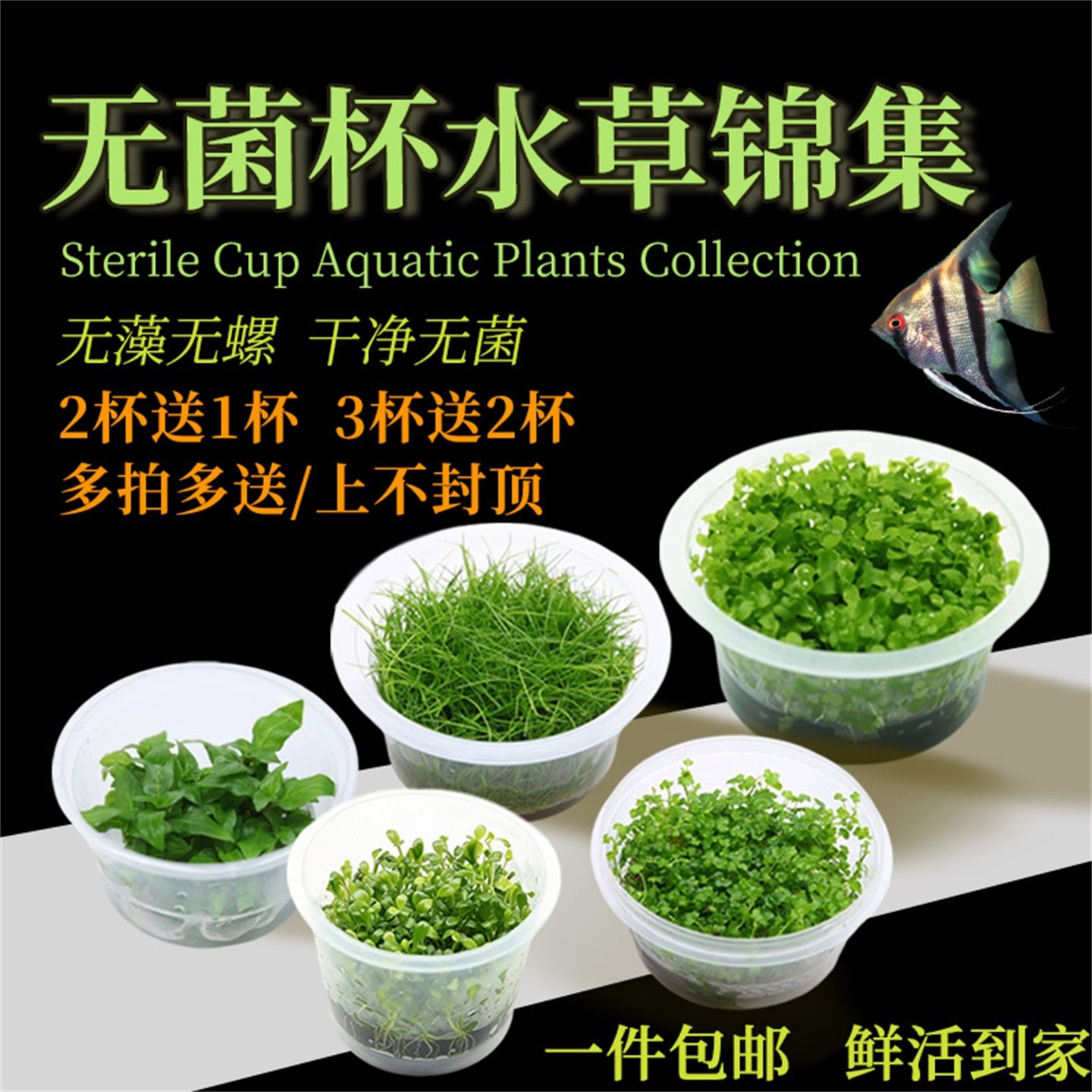 无菌杯水草鱼缸前中后造景珍珠罗贝力绿金钱天湖葵宫廷新手懒人草