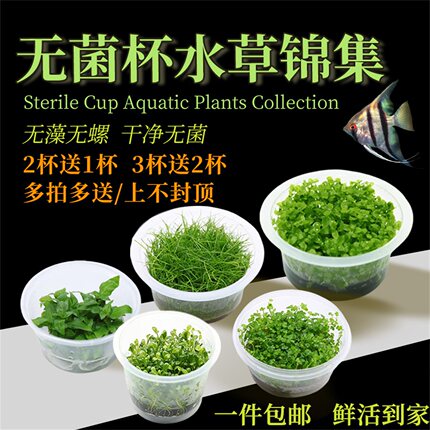 无菌杯水草鱼缸前中后造景珍珠罗贝力绿金钱天湖葵宫廷新手懒人草
