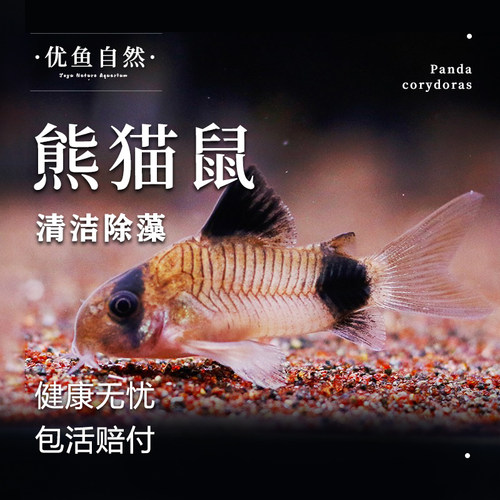 熊猫鼠鱼清道夫鱼