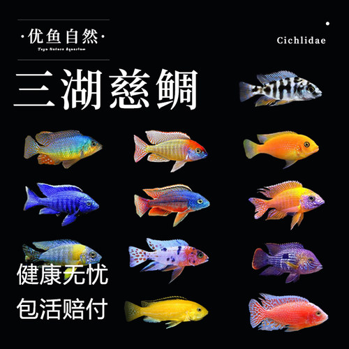 三湖慈鲷鱼精品马鲷大马类合集