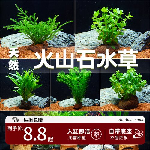 火山石懒人鱼缸造景水榕新手水草