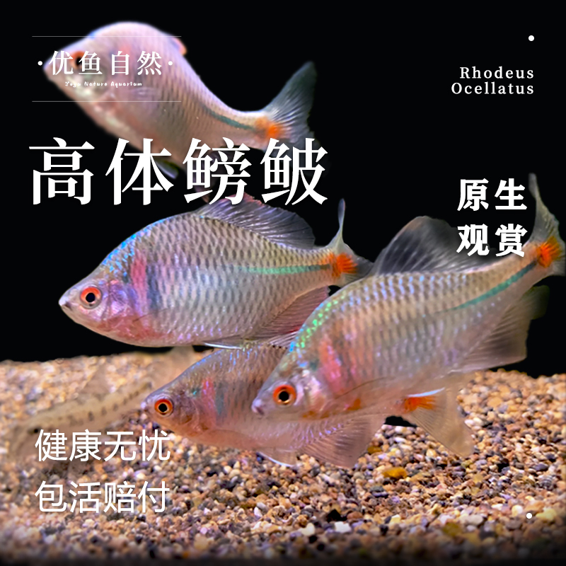 观赏鱼小型鳑鲏高体鳑鲏