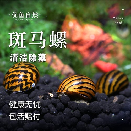 斑马螺观赏螺宠物螺鱼缸观赏螺