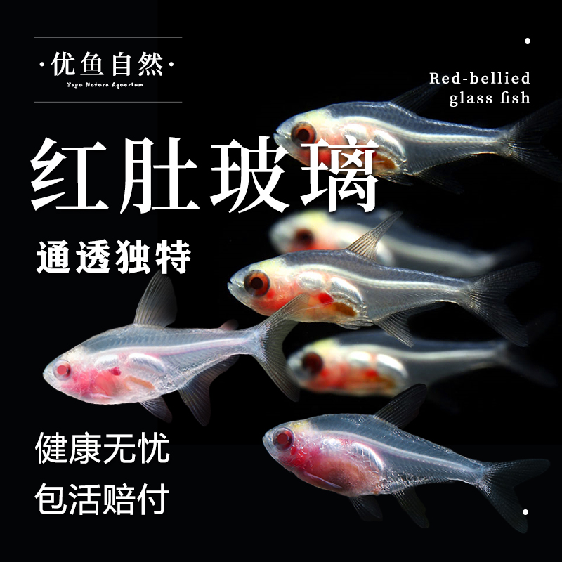 红肚玻璃灯活体观赏鱼