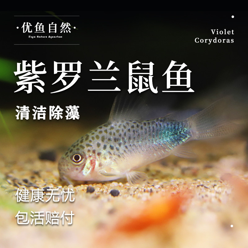 紫罗兰鼠鱼南美生态缸热带淡水鱼除藻清洁底栖观赏鱼