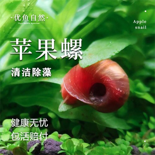 苹果螺观赏螺工具螺宠物螺淡水螺
