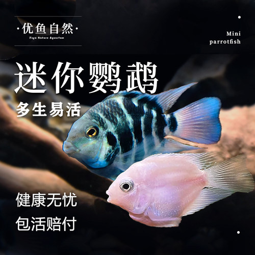 迷你鹦鹉热带鱼观赏鱼白金鹦鹉