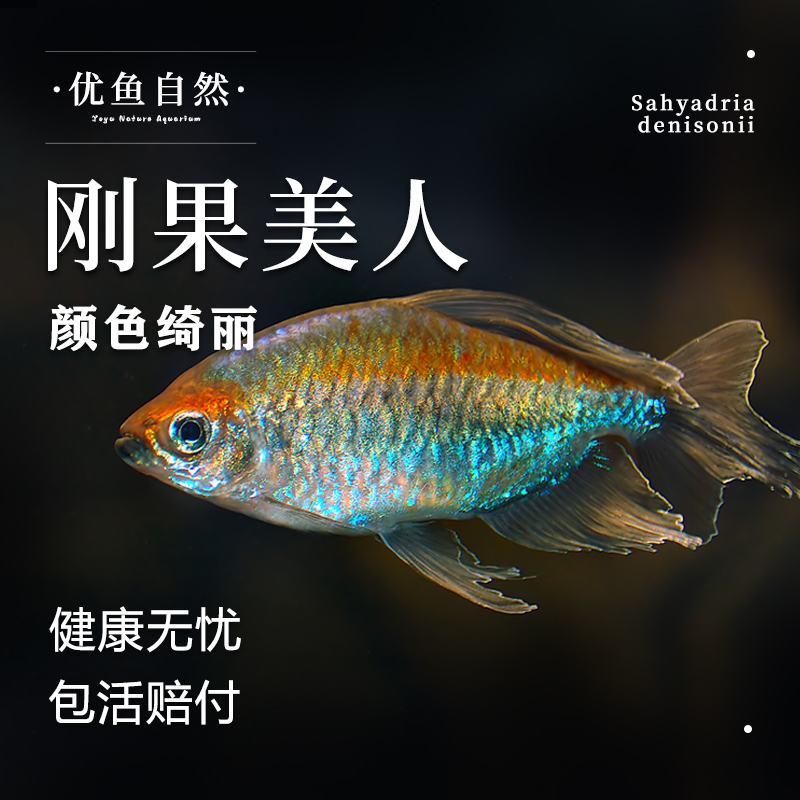 观赏鱼热带鱼刚果美人鱼美人鱼