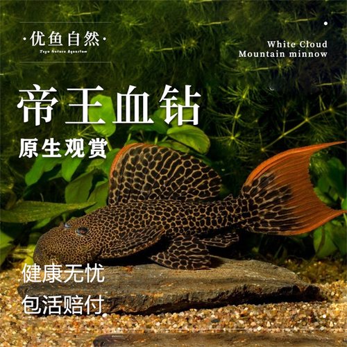 L600帝王血钻南美热带鱼