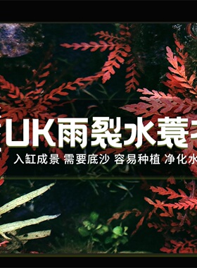 uk雨裂水蓑衣鱼缸中后景新手易养红色水草植物鱼缸造景水下叶