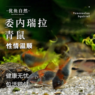 委内瑞拉青鼠观赏鱼青鼠鱼小型老鼠鱼热带淡水南美缸清洁工具鼠鱼