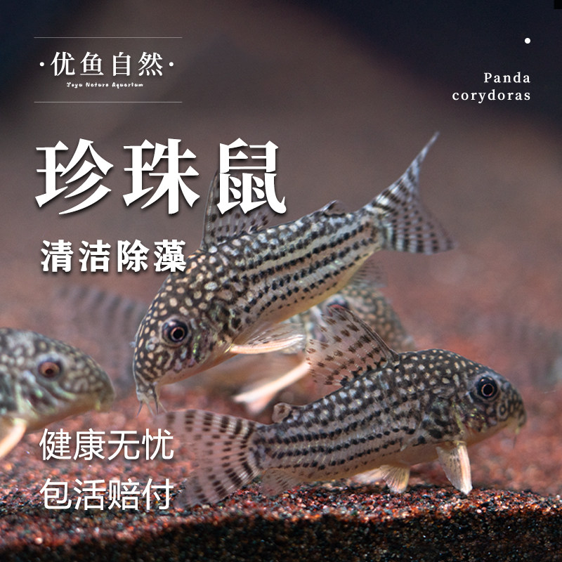 珍珠鼠鱼老鼠鱼缸除藻清洁垃圾鱼缸工具鱼小型观赏鱼