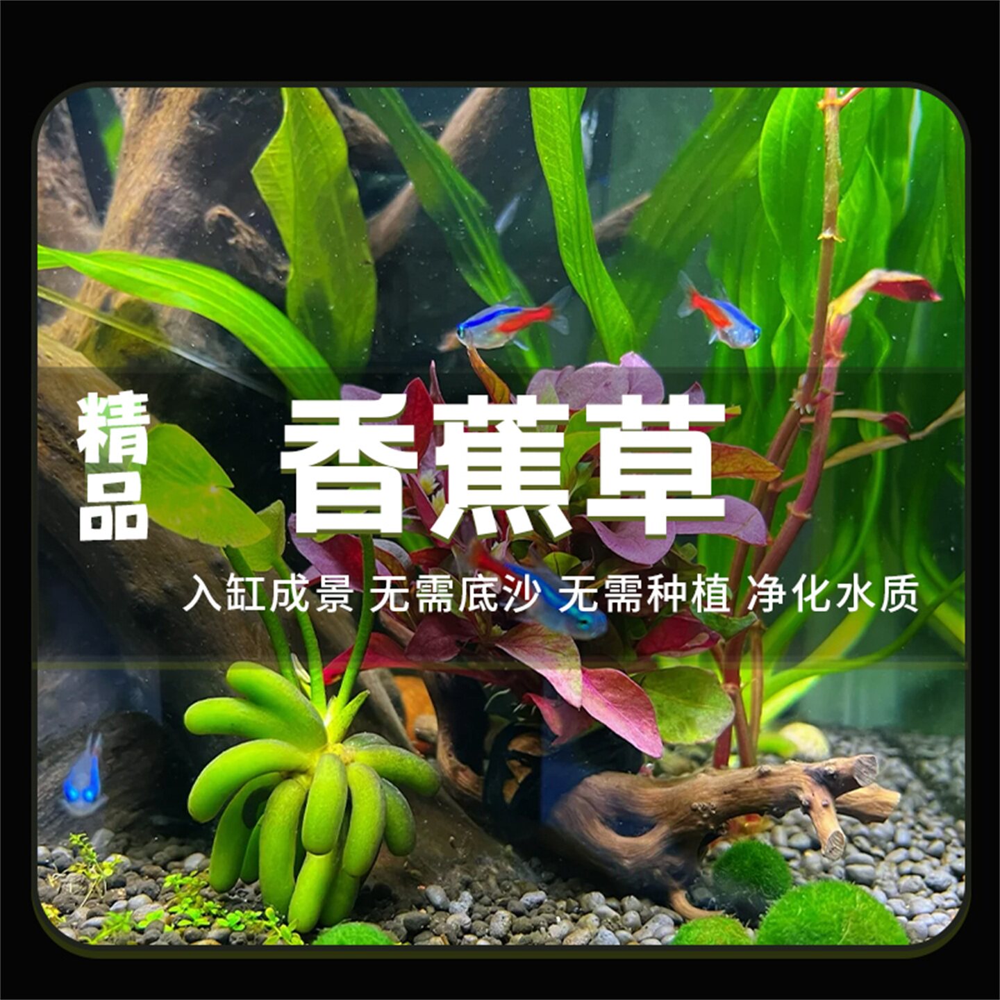 香蕉草水草植物真草鱼缸水草造景鱼草缸绿植新手懒人净化水质易养