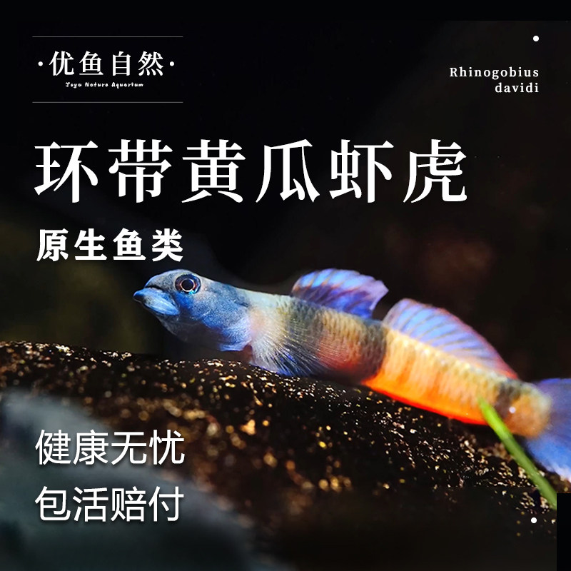 环带黄瓜虾虎冷水饲养除藻活体