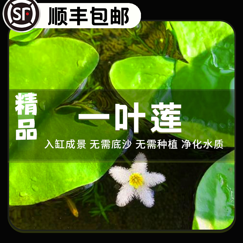 一叶莲水培植物鱼缸浮萍净化水质