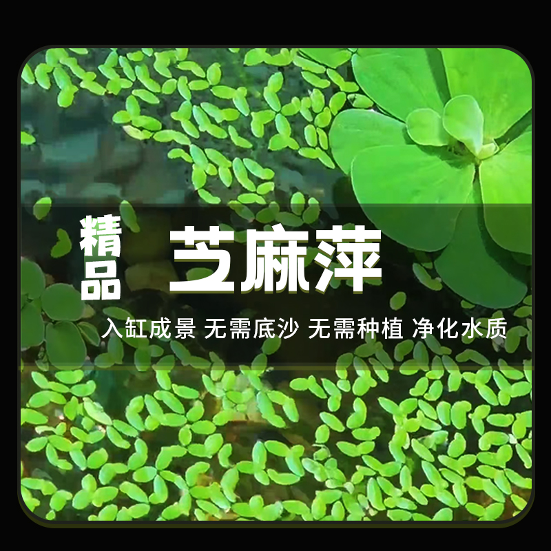 芝麻浮萍水草净化水质