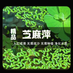 芝麻萍鱼缸水草净化水质水培植真植物水族箱草造景装饰绿植真草