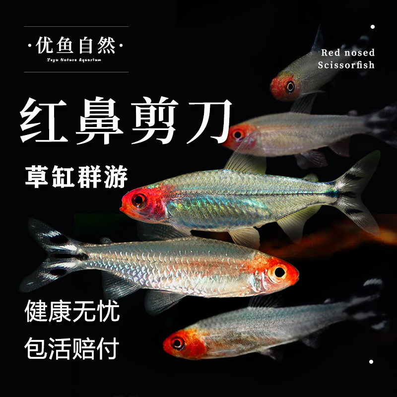 红鼻剪刀小型一眉道人热带观赏鱼