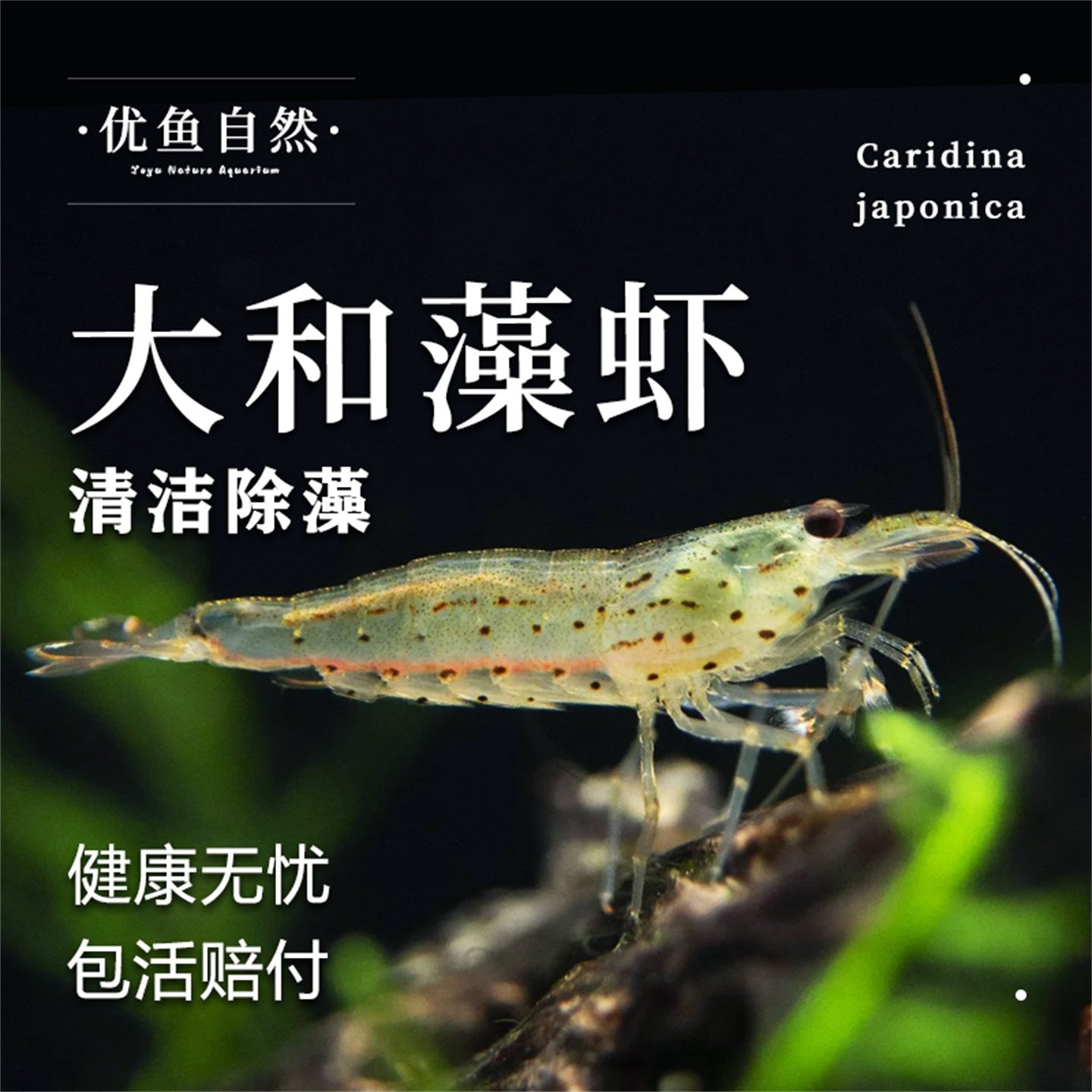 大和藻虾观赏虾大河藻虾星点黑壳虾除丝藻绿藻原生鱼缸冷水清洁虾