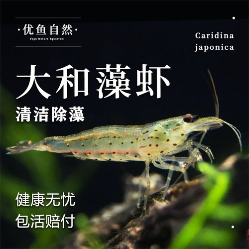 大和藻虾冷水清洁虾工具虾