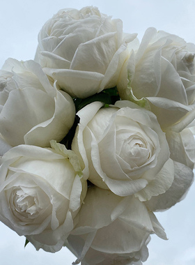 天狼月季 婚礼之路 多季耐热抗病浓香灌木月季花店切花玫瑰盆栽苗