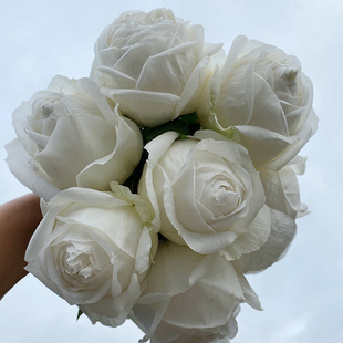 天狼月季 婚礼之路 多季耐热抗病浓香灌木月季花店切花玫瑰盆栽苗