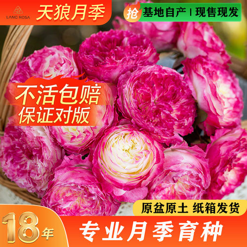 天狼月季粉色系列多季开花庭院露台阳台植物玫瑰盆栽地栽花苗