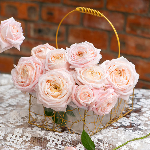 天狼月季月季/蔷薇/玫瑰自育灌木