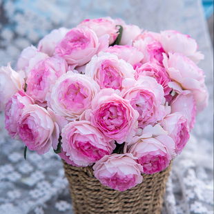 天狼月季绮罗香自育浓香丰花庭院花园观赏性植物花卉盆栽苗多季开