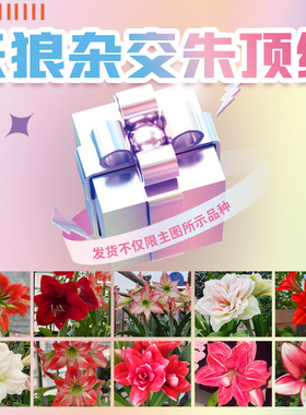 天狼 杂交朱顶红种球 多年生球根盆栽地栽易养易活