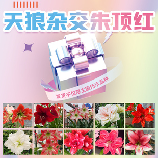 天狼 杂交朱顶红种球 多年生球根盆栽地栽易养易活