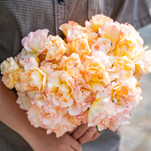 【云开】天狼月季自育耐热易养护观赏性丰花玫瑰植物花卉盆栽花苗