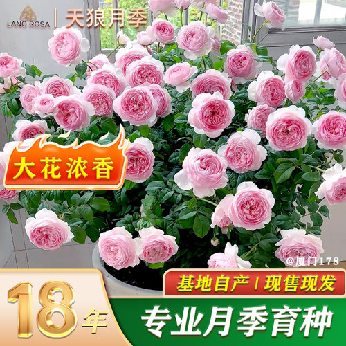 天狼月季1.2升丰花浓香庭院盆栽