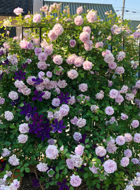 天狼月季蓝色阴雨庭院攀援藤本型多季开花易养护花卉庭院花园花墙