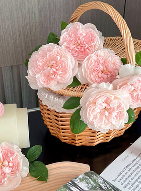 天狼月季 家书 自育灌木月季多季庭院露台观赏植物玫瑰花卉盆栽苗