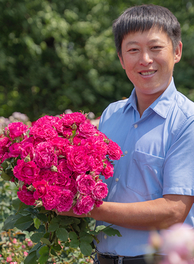 天狼月季 胭脂果冻 自育月季玫瑰 多季耐热大花灌木月季