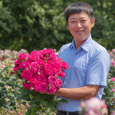 天狼月季 胭脂果冻 自育月季玫瑰 多季耐热大花灌木月季