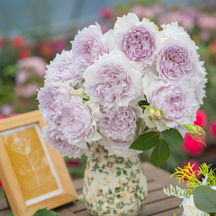 天狼月季空山新雨自育浓香灌木新手易养观赏盆栽植物