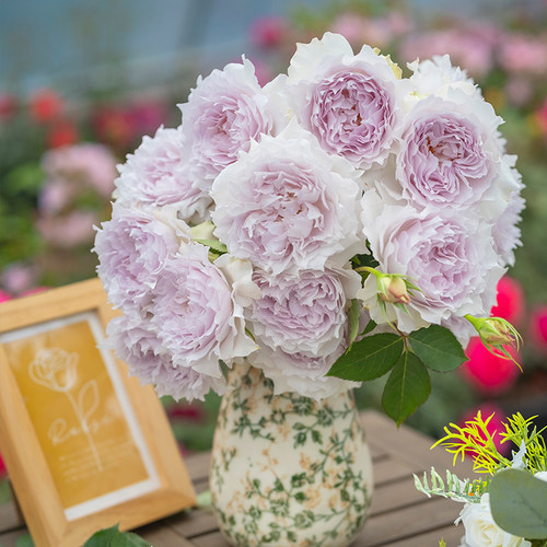 天狼月季空山新雨自育浓香灌木新手易养观赏盆栽植物