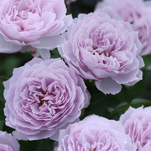 天狼月季盆栽小苗家庭园艺庭院好养花卉绿植胭脂扣