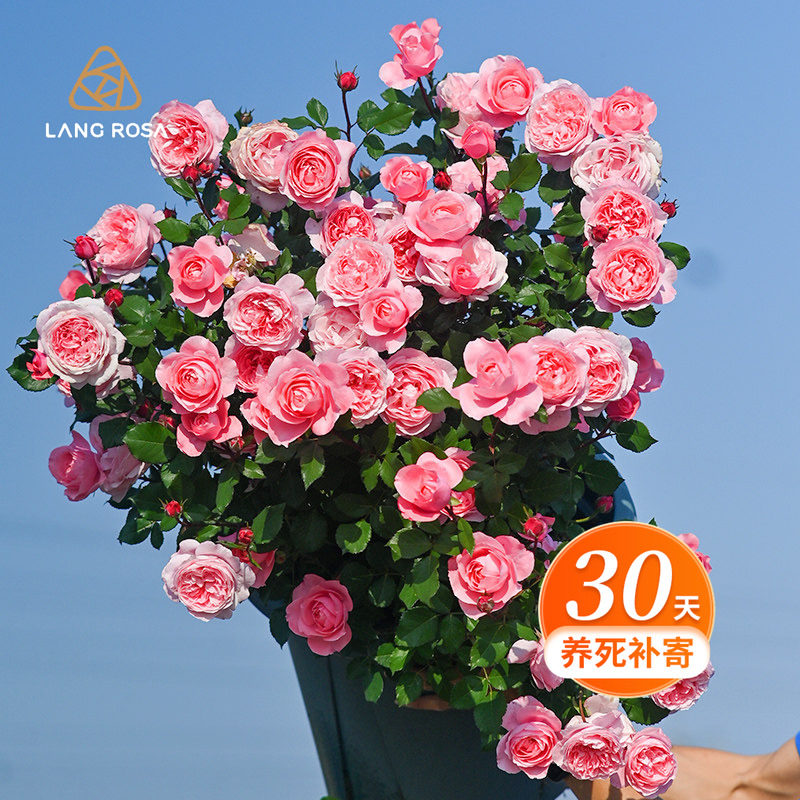 天狼月季2.8升盆栽苗庭院花园易养护观赏性四季花卉家庭园艺绿植,鲜花速递/花卉仿真/绿植园艺,月季/蔷薇/玫瑰,淘宝优惠券,粉丝福利购,淘宝优惠卷