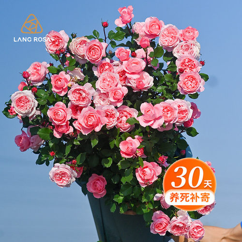 天狼月季2.8升盆栽苗庭院花园易养护观赏性四季花卉家庭园艺绿植